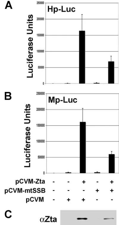 FIG. 5. mtSSB inhibits Zta expression and transcription activation.(A) Zta, mtSSB, or control expression vectors were transfected into EBV-