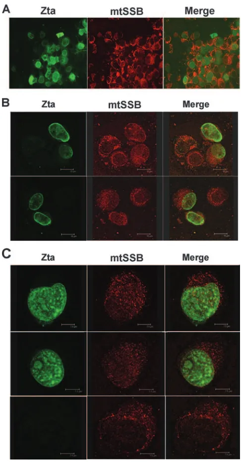 FIG. 6. Single-stranded DNA facilitates Zta binding to mtSSB.(A) GST-mtSSB and GST proteins were puriﬁed and analyzed by