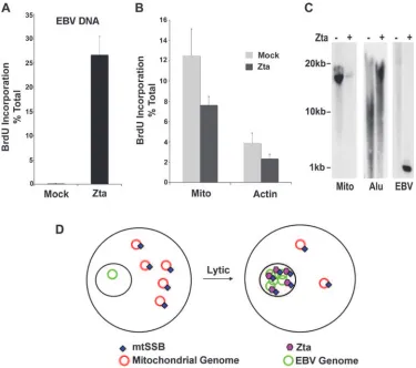 FIG. 8. Repression of mitochondrial DNA replication and copy number by EBV lytic replication