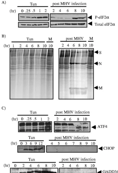 FIG. 6. Analysis of the eIF2�(A) Lysates were generated from either MHV-infected cells or cellstreated with tunicamycin (Tun) (2was performed using antibodies directed against phosphorylatedeIF2thionine for 15 min