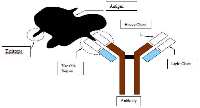 Fig 1.Antibody antigen complexes. The diagram explains the way the antigen and the antibody forms a bond