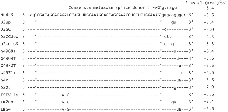 FIG. 2. Mutations of pNL4-3 used in this study. The sequence of exon 2 is shown in uppercase letters, and the surrounding intron sequences037 in kcal/mol for thess D2 was calculated by the method described by Serra and Turner (24).