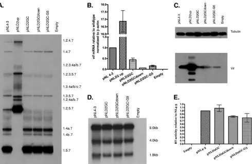 FIG. 3. Mutations decreasing the strength of 5�viral mRNA. HIV-1 mRNA species are indicated on the right side