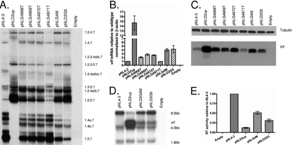FIG. 4. Mutations increasing the strength of 5�mutants are expressed relative to that of the wild type