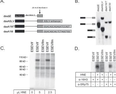FIG. 6. A novel ESE within exon 2 that binds selectively to SRp75. (A) Diagram of the in vitro RNA substrates used