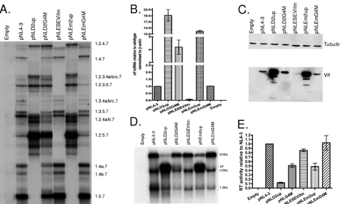 FIG. 7. Negative and positive splicing elements act competitively to affect splicing to 3�by qRT-PCR for(A) Total RNA samples from 293T cells transfected with the indicated plasmids were analyzed by RT-PCR using primers speciﬁc for completelysplicedwild ty