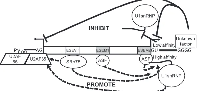FIG. 8. Proposed model for vifat 3GGGG silencer (solid line) that inhibits splicing. In addition, the wild-type 5for U1 snRNP inhibits splicing at 3at 3selectively to the SRp75 protein