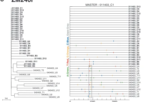 FIG. 3. Identiﬁcation of transmitted or early founder envand postseroconversion plasma samples from subjects ZM249M (A), ZM247F (B), and ZM246F (C) were examined by phylogenetic treeconstruction (left panels) and Highlighter analysis (right panels)