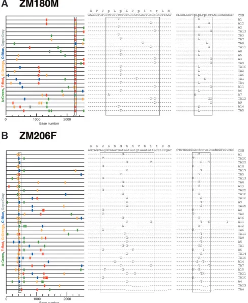 FIG. 4. Evidence of immune selection in two subjects sampled at later Fiebig stages. (A) Highlighter analysis of SGA-derived env(left panel) from subject ZM180M (Fiebig stage VI), and corresponding nucleotide (middle panel) and amino acid (right panel) seq