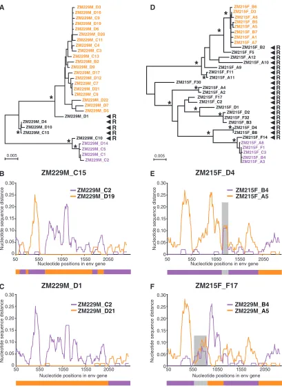 FIG. 5. In vivo recombination in multiply-infected subjects. (A) Neighbor-joining tree of SGA-derived envdepicting two major transmitted variants (orange and purple), as well as ﬁve in vivo-generated recombinants (black)