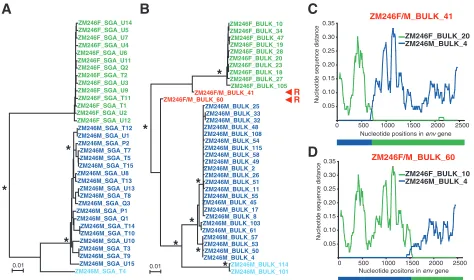 FIG. 7. Bulk PCR-induced in vitro recombination in a mixture of two plasma samples. (A) Neighbor-joining tree of SGA-derived envwith a virus from an unrelated individual which differed from the ZM246M(blue), two additional recombinants (ZM246F/M_BULK_41 an