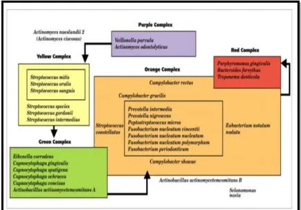 FIGURE 1: BACTERIAL COMPLEXES 