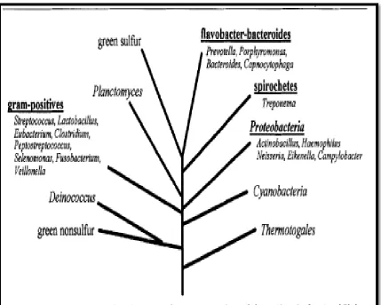 FIGURE 5: PHYLOGENETIC TREE ILLUSTRATING THE 10 BACTERIAL PHYLA, BASED ON 16S rRNA SEQUENCE COMPARISONS 