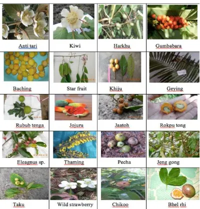 Figure 3: Photos of some of the collected wild fruits from Arunachal Pradesh 