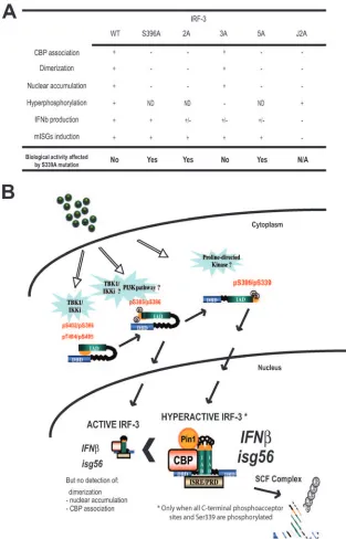 FIG. 6. Analysis of the Ser/Thr-to-Ala mutants of IRF-3 revealed the implication of Ser 339 in the two-step activation process of IRF-3.(A) Summary of the effect of the alanine mutants of IRF-3 and their properties in biochemical assays and in the biologic