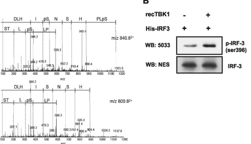 FIG. 2. TBK1 directly phosphorylates cluster II and III of IRF-3 in vitro. (A) In vitro kinase assay using cold ATP, recombinant TBK1, andfull-length His-IRF-3 as substrate with analysis by LC-MS/MS for characterization of potential phosphoacceptor sites o