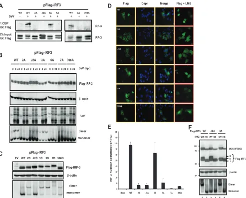 FIG. 3. Conventional assays of activation do not correlate with IRF-3 S396A activity. (A) Coimmunoprecipitation experiments of Flag-IRF-3with CBP following SeV infection in HeLa cells (8 h, 200 HAU/ml; 200 HAU total)