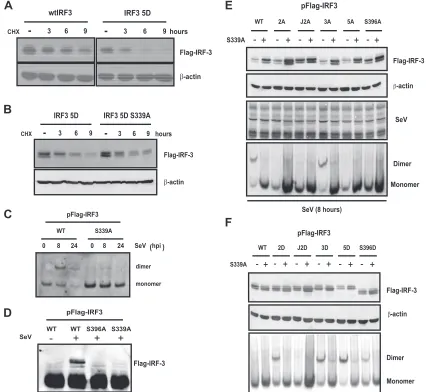 FIG. 4. Mutation of IRF-3 at Ser 339 affects its dimerization and CBP association state