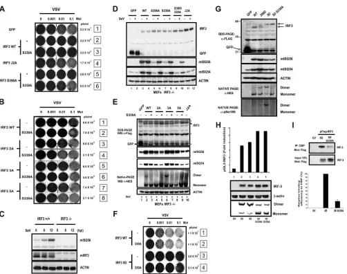 FIG. 5. Mutual compensation of Ser 339 and Ser 396 in the transactivation process of IRF-3