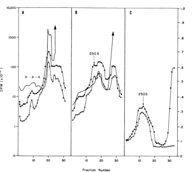 FIG. 4.per3H-uridineanofvolume(C)(A) ED Absence of ribosomes in the replication complex