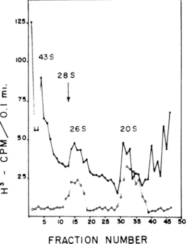 TABLE 1. Absence of ribosomes in the replicationcomplexa