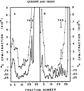 FIG. 7.forgradients.acid-precipitablesynthesis. Sucrose gradient analysis of the replicalion complex pulse-labeled early and late during viral RNA BHK cells infectedfor 12 hr and 18 hr were simultaneously pulse-labeled with 3H-uridine and "4C-leucine 15 mi