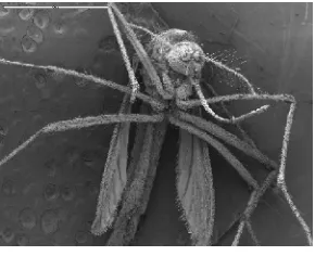 Figure 1: Scanning electrolmicroscope image of an Aedesaegyti mosquito