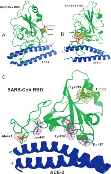 FIG. 2. Locations of neutralization escape variant mutations and effects on the structure of the SARS-CoV RBD