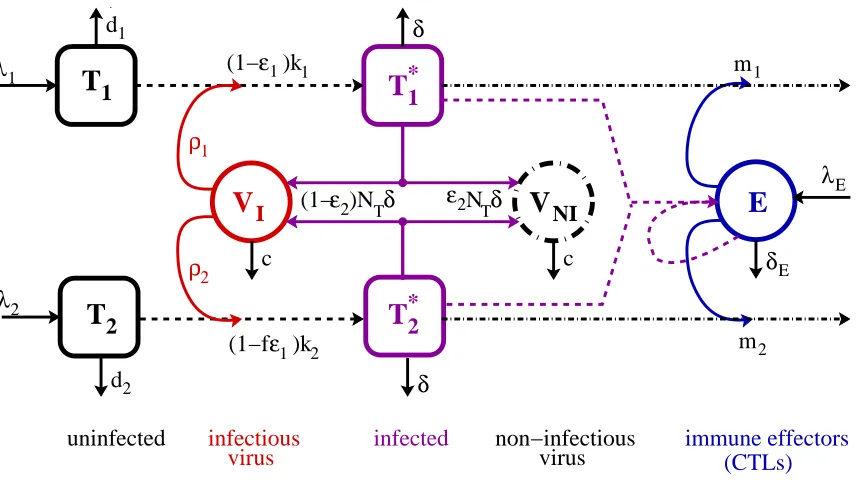 Figure 3.1: Schematic of compartmental HIV infection dynamics model. Only keypathways are indicated in the schematic – for further details, see the system of dif-ferential equations (3.1) below.