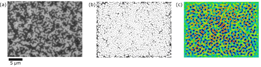 Figure 2. Illustration of image analysis process. (a) Sample micrograph, with grayscale indicating raw data