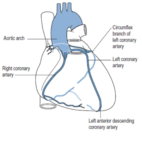 Fig.1.The main coronary arteries of heart 
