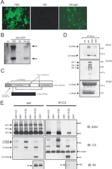 FIG. 5. AAV interaction with complement. (A) Pooled HS contains neutralizing anti-AAV IgG antibodies