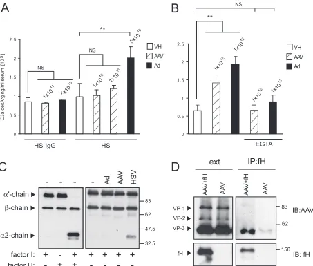 FIG. 6. AAV-induced complement activation. (A) Complement activation in HS after stimulation with adenovirus or AAV vectors in thepresence or absence of neutralizing antibodies