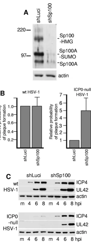 FIG. 1. Depletion of Sp100 from human ﬁbroblasts allows in-creased plaque formation and gene expression by ICP0-null mutant