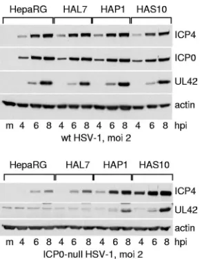 FIG. 5. Western blot analysis of wt and ICP0-null mutant HSV-1infection of HepaRG, HAL7, HAP1, and HAS10 cells