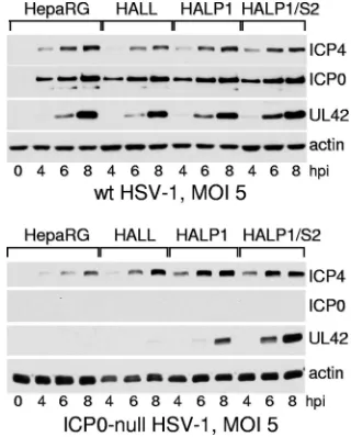 FIG. 7. Western blot analysis of wt and ICP0-null mutant HSV-1infection of HepaRG, HALL, HALP1, and HALP1/S2 cells