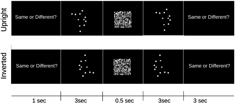 Figure 1: Schematic of a typical upright and inverted trial. Pairs of videos showed same or different 