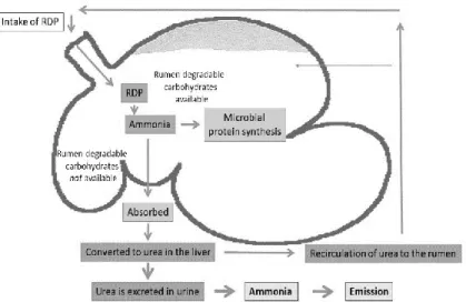 Figure 1. Simplified schematic picture of rumen metabolism of rumen degradable crude protein  (RDP)