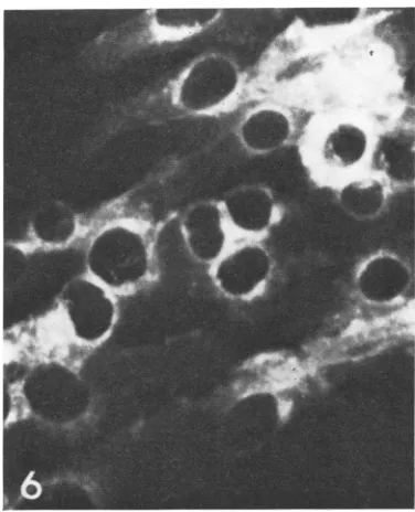 FIG. 6.gslvirus Immunofluorescence tests with anti-MuLV- antiserum on rat cells infected with murine leukemia (MuLV)