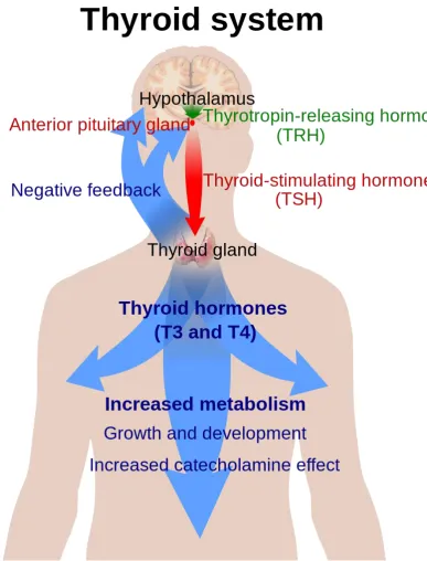 FIG 1 : SHOWING FUNCTIONS OF THYROID HORMONES 