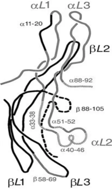 FIG 2: STRUCTURE OF of hTSH . The α-subunit is shown in grey line, and 