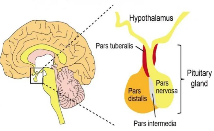 FIG 3 : DIAGRAM SHOWING PARTS OF PITUITARY GLAND. 