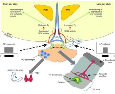 FIG 4: Action of PT TSH. Photoperiodic information is encoded by the 