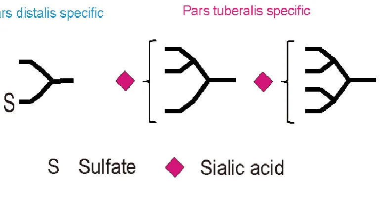 FIG 5: .STRUCTURE OF PD - TSH AND PT- TSH. 