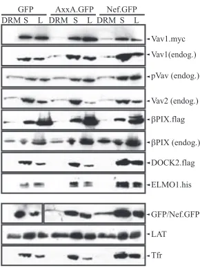 FIG. 1. Analysis of Nef-mediated DRM recruitment upon transientexpression of cellular GEFs