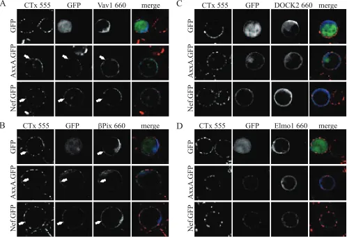 FIG. 2. Analysis of Nef-mediated recruitment of cellular GEFs into plasma membrane microdomains