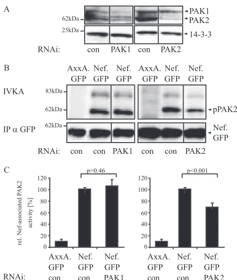 FIG. 3. Effect of RNAi knockdown of PAK1 and PAK2 on Nef-associated PAK activity. (A) JTag T lymphocytes were transfected with