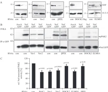 FIG. 4. Effect of RNAi knockdown of cellular GEFs on Nef-associated PAK2 activity. (A) Western blot analysis of JTag cells transfected withsmall interfering RNA oligonucleotides speciﬁc for the indicated GEFs or a nonspeciﬁc control oligonucleotide (con) for GEF expression levels,