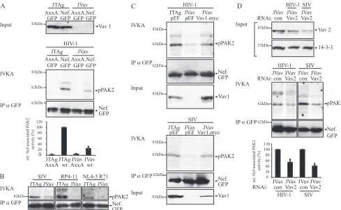 FIG. 5. Vav1 deﬁciency reduces Nef-PAK2 association in T lymphocytes. (A) IVKA for Nef-associated PAK2 activity in JTag and Vav1-deﬁcient JVav T lymphocytes