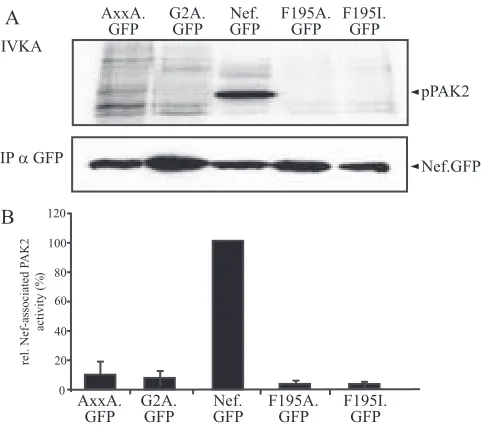 FIG. 6. Nef-PAK2 association is functional in the absence of DOCK2 or the presence of �Nef-associated PAK2 activity in JTag and DOCK2-deﬁcient BEexperiments